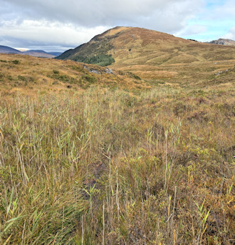 Nearing the bealach between the two hills, grass rather like stunted bamboo