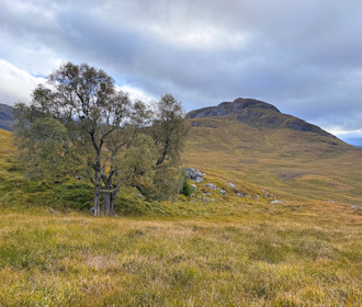 Solitary tree above the forest with Binnein Shuas beyond