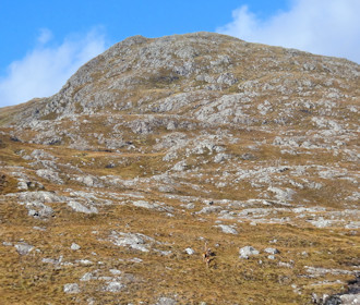 Stags below the final approach to Beinn a' Mhùinidh's summit plateau